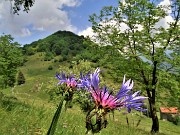 65 Centaurea montana (Fiordaliso montano) col Monte Zucco